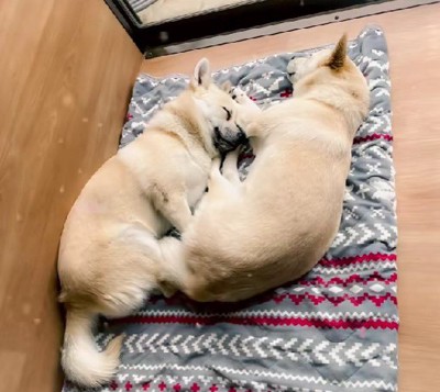 リラックスした姿が見られるように…