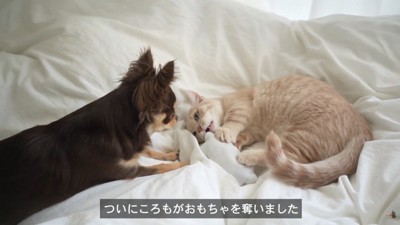 おもちゃを取り合う2匹