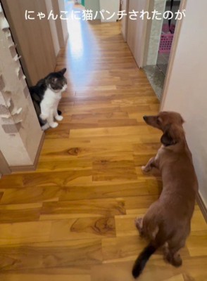 猫ちゃんと初対面