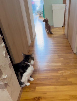 猫ちゃんに完全敗北！？