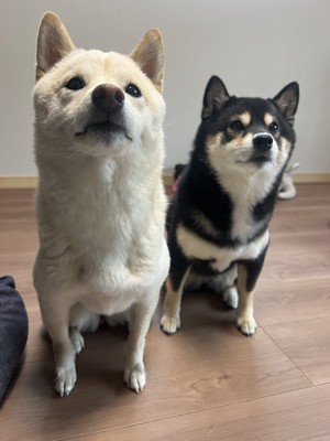 お行儀良く