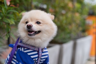 青い服を着た