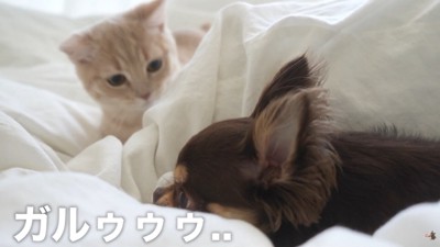 「私はひとりで遊びたいの！」