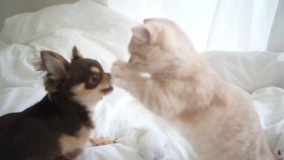 ついに本格的な喧嘩スタート！？