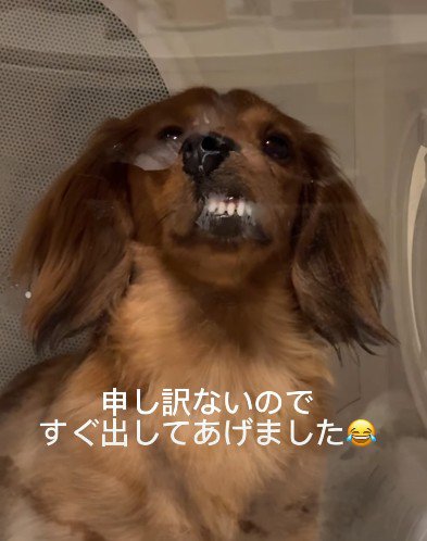 シュールな光景に爆笑♪