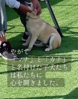 素敵な名前をプレゼント！