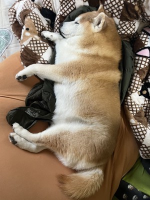 留守番