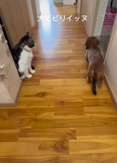 猫パンチのトラウマが…