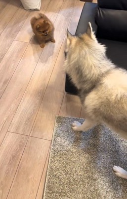 小型犬と遊ぶ大型犬