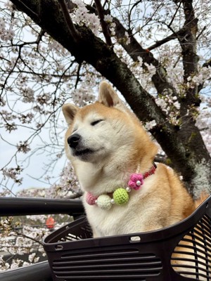 お散歩