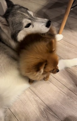 大型犬に甘える小型犬