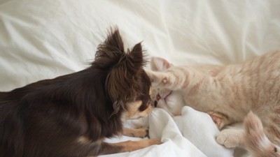 おでこをちょんっ