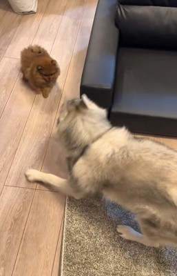 小型犬と遊ぶ大型犬