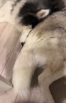 大型犬に甘える大型犬