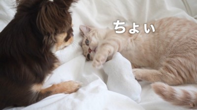 お手々をちょいちょい♪