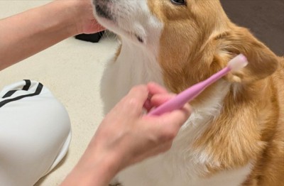 歯磨き