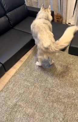 小型犬と遊ぶ大型犬