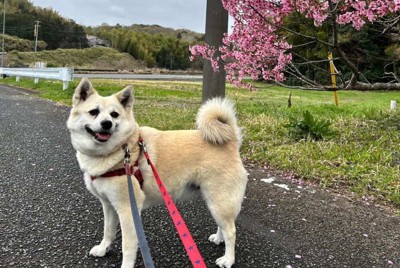 現在のマナちゃん