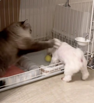 猫パンチされるちゃむさん