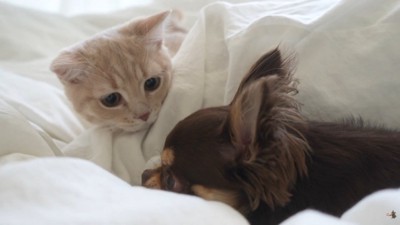 「一緒に遊ぼうよ～♪」