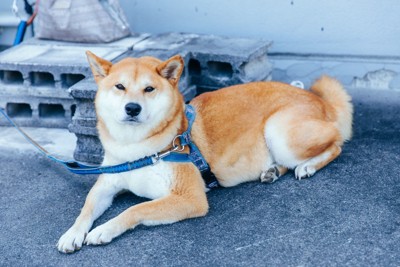 忠犬ハチ公像