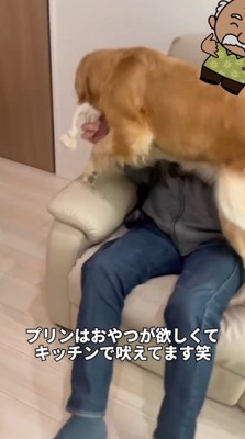 キッチンから聞こえてくるミニチュアダックスフンドの声