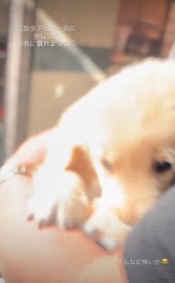 窓際に連れていかれる子犬