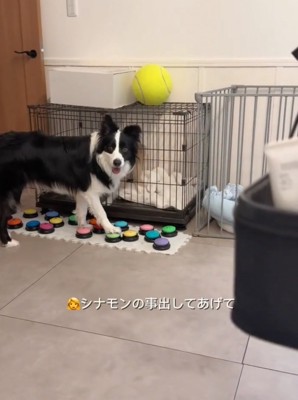 こちらを見るボーダーコリー