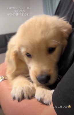 平常心を取り戻した子犬