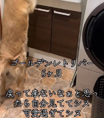 いなくなった子犬