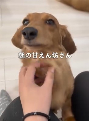 ミニチュアダックスフンドの首を撫でる飼い主