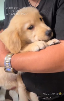 顔を上げる子犬
