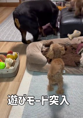 遊びのお誘いも積極的