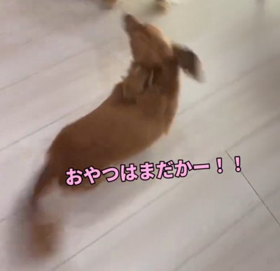 おやつを探して部屋の中を歩くミニチュアダックスフンド