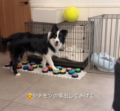 ケージの前のボーダーコリー