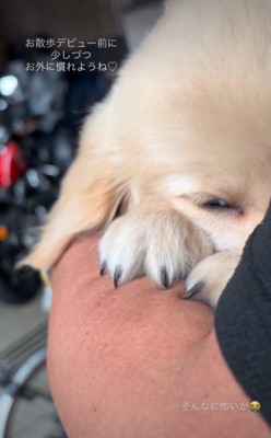 顔を腕に埋める子犬