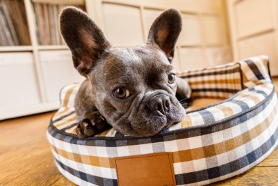 眠れない犬