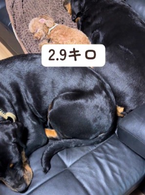 犬種を越えた絆