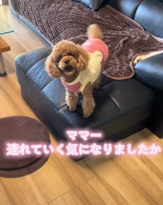 どうしても一緒に行きたい