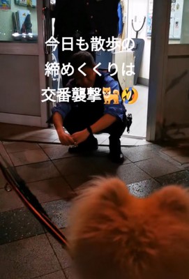 交番を眺める秋田犬
