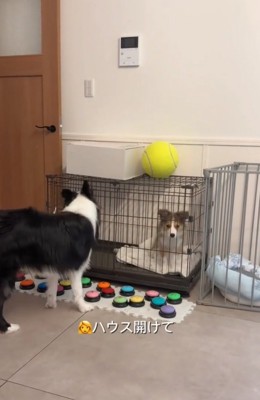ケージの扉を見るボーダーコリー
