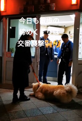 交番前に居座る秋田犬