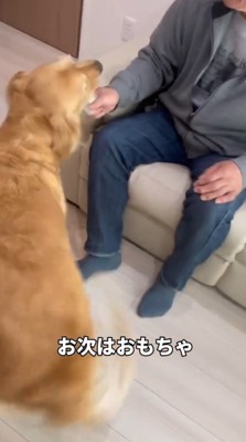 おもちゃを咥える犬と、おもちゃの端を握るおじいちゃん