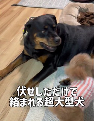 トイプードルが強い！？