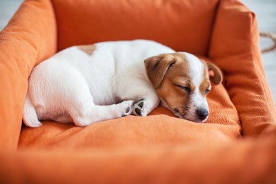 ベッドで寝る犬