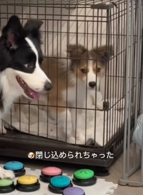ケージの中にいる子犬