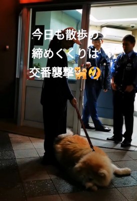 帰宅拒否する秋田犬