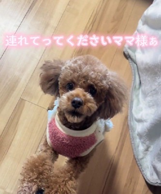「わたしも連れてって！」