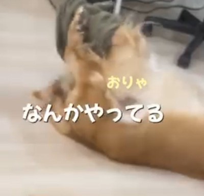 仰向けになって布で遊ぶゴールデンレトリバー