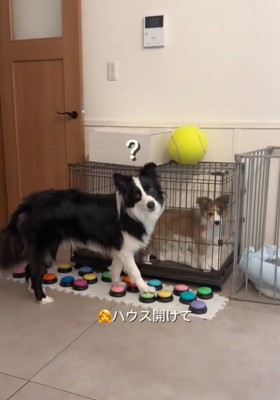 首を傾げるボーダーコリー